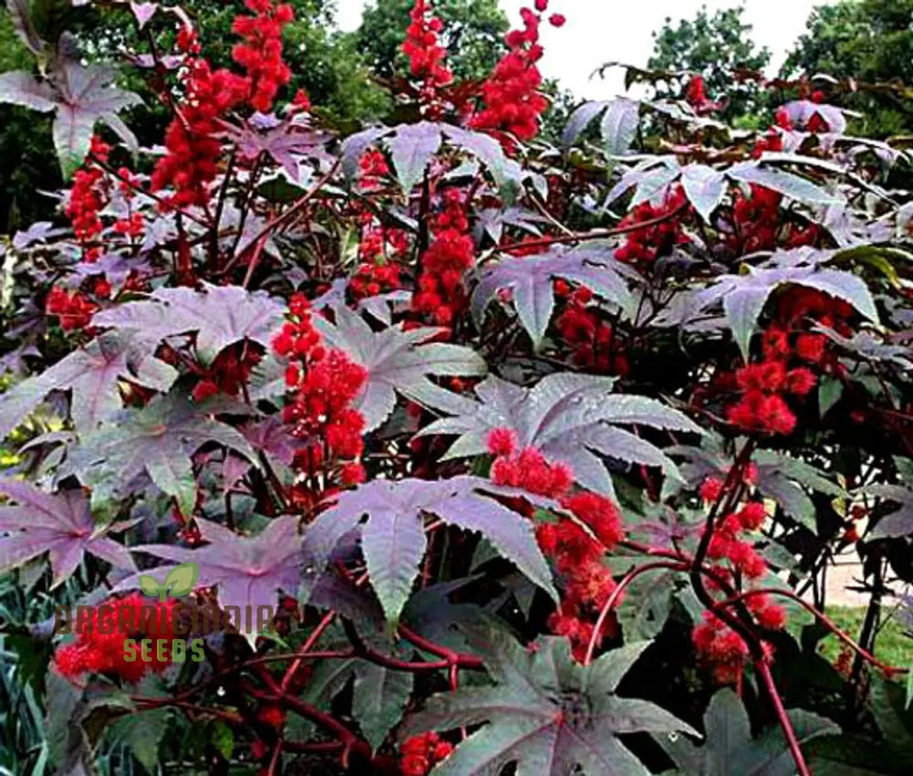 Ricinus Gibsonii Dark Bronze Red Leaves
