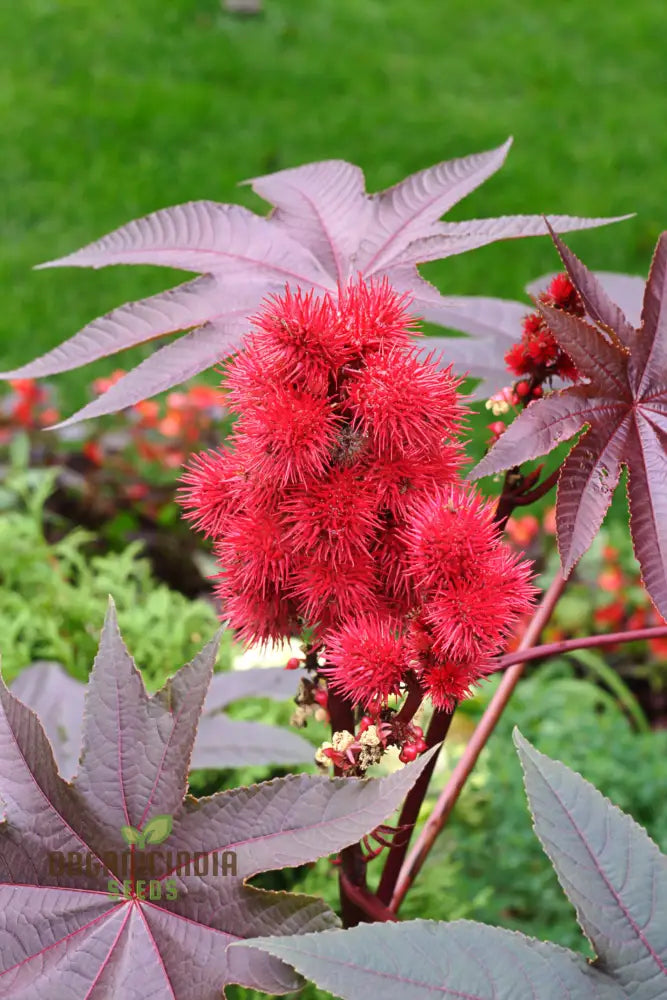 Ricinus Gibsonii Plant Growing in Garden