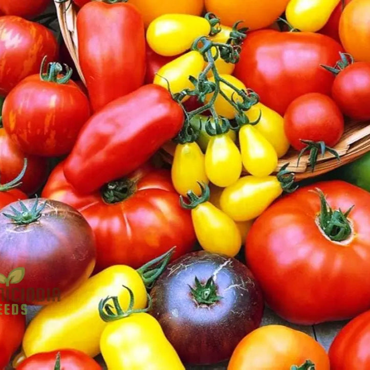 Ripe colorful tomato harvest grown from non-GMO tomato seeds