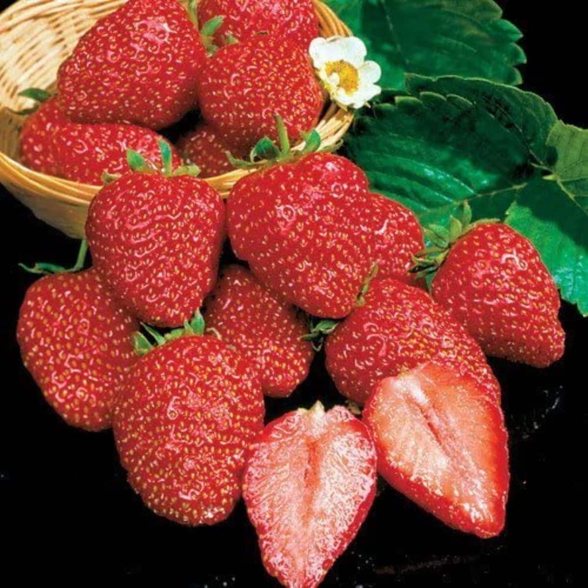 Ripe Earliglow Strawberries Ready for Harvest