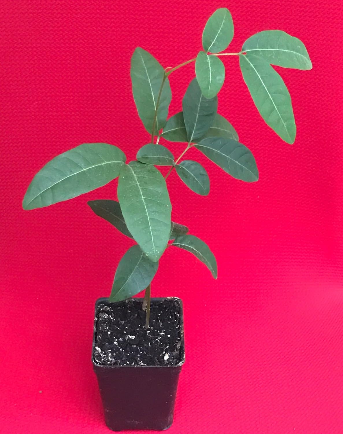 Longan fruits ripening on tree in tropical climate