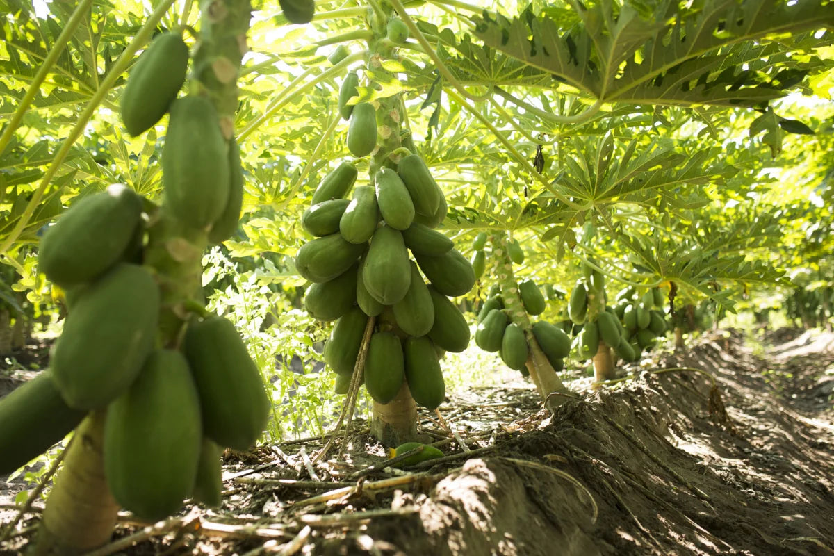 Fresh ripe Maradol papayas harvested from the garden