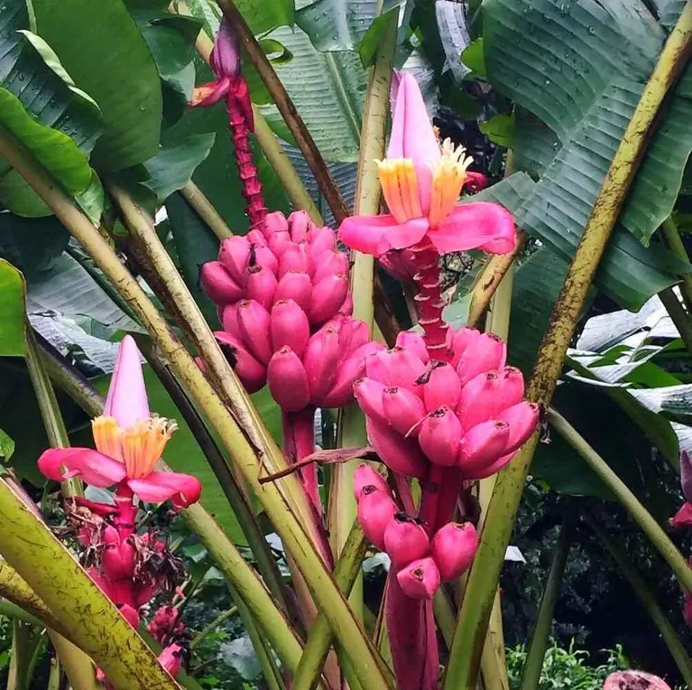 Close-Up of Ripe Pink Bananas