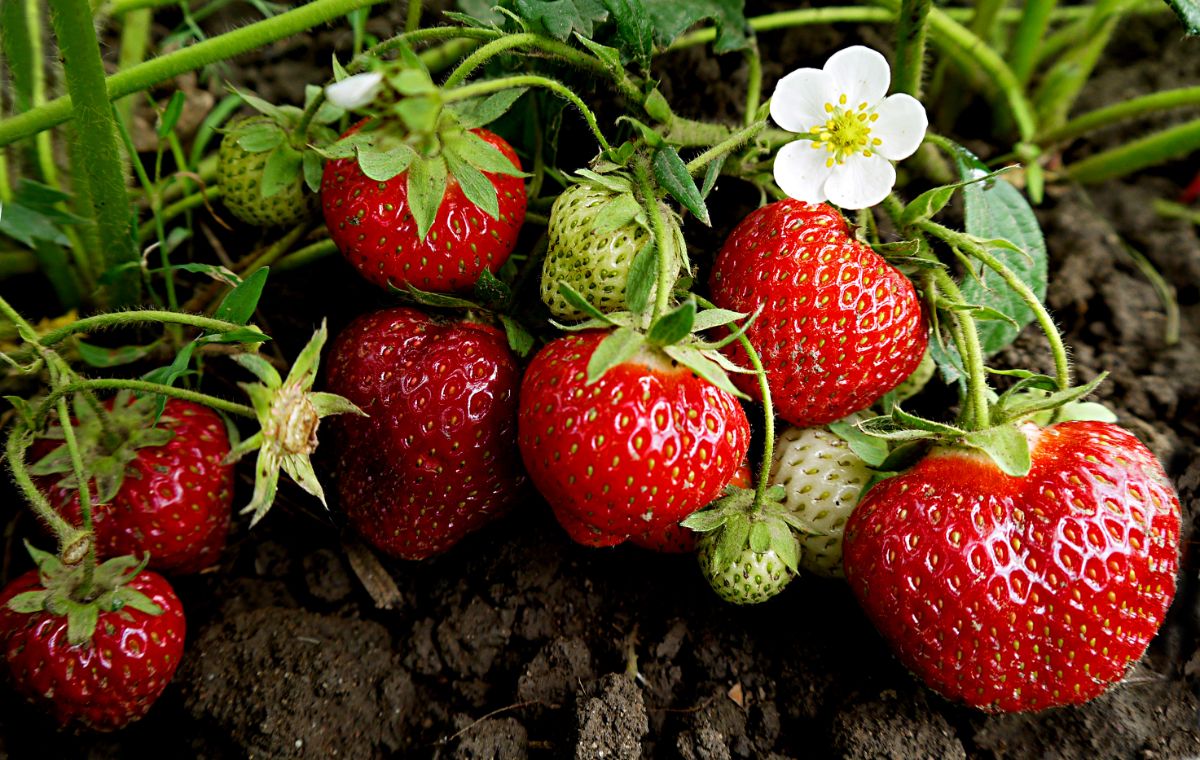 Fresh ripe Quinault strawberries ready for harvest