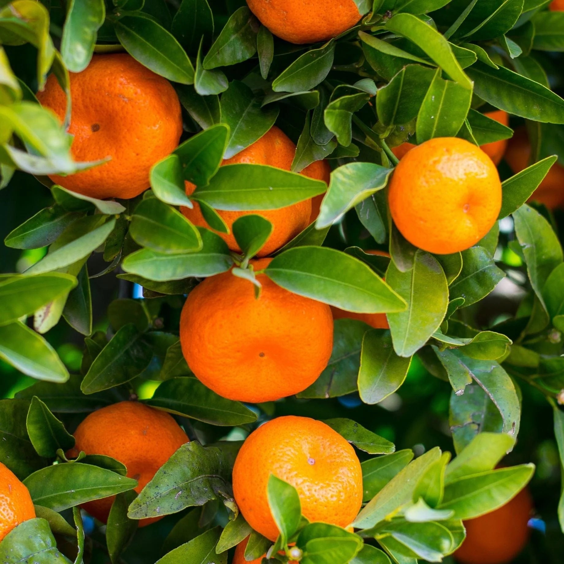 Ripe Seville Oranges on tree ready for harvest