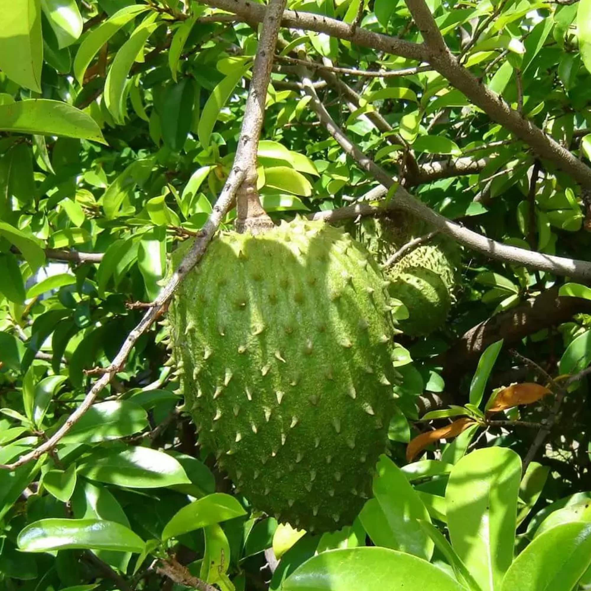 Ripe Giant Soursop fruit harvested from tropical garden