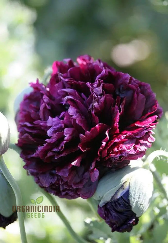 Robusta Sorbetto Black peony plant in garden