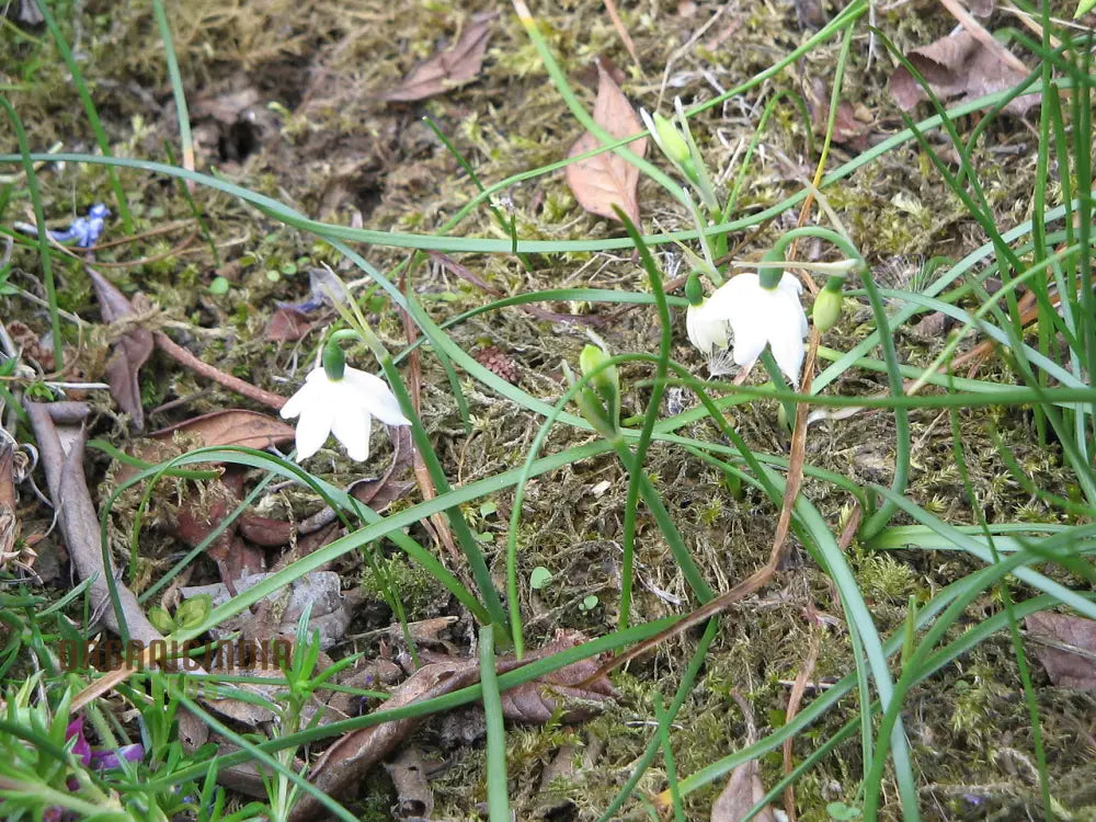 Acis seeds for rock gardens elegant white flowers