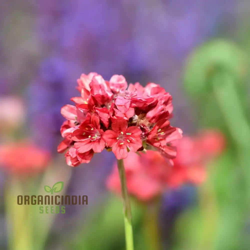 Rock garden Armeria seeds compact red flowering plants