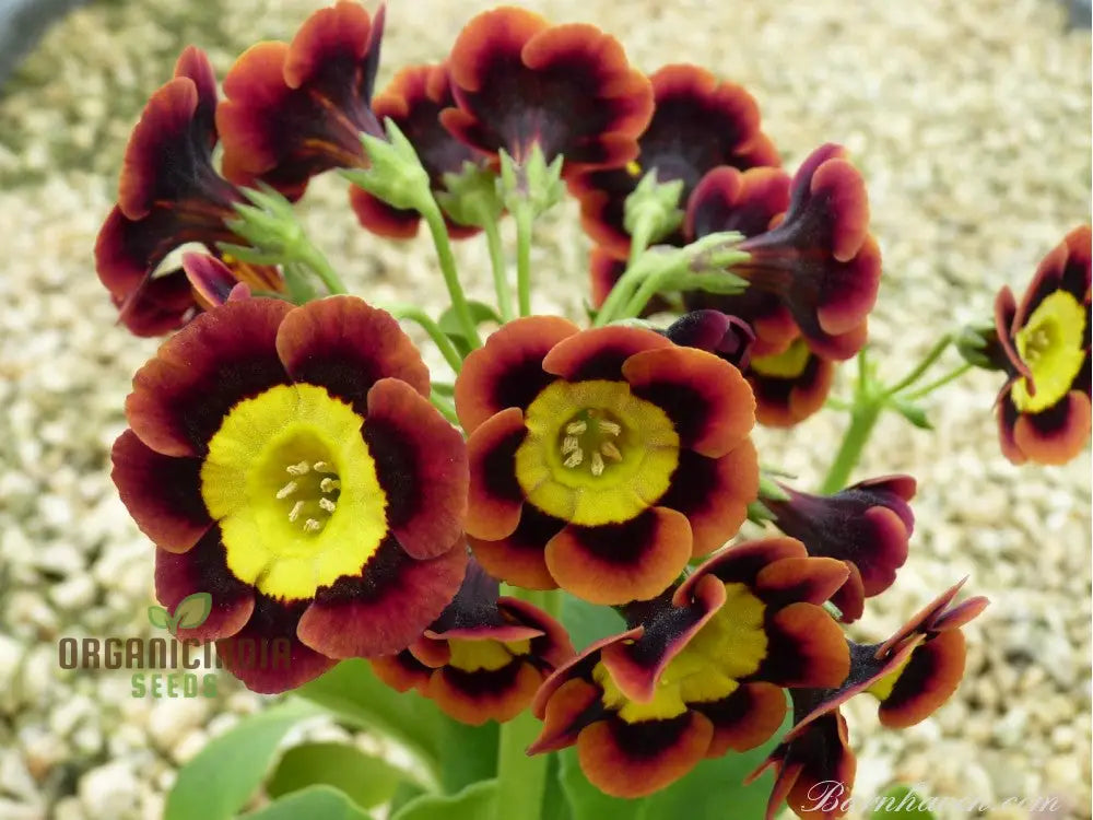 Auricula seeds for rock gardens alpine flower mix