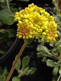 Eriogonum seeds for rock gardens and dry landscapes