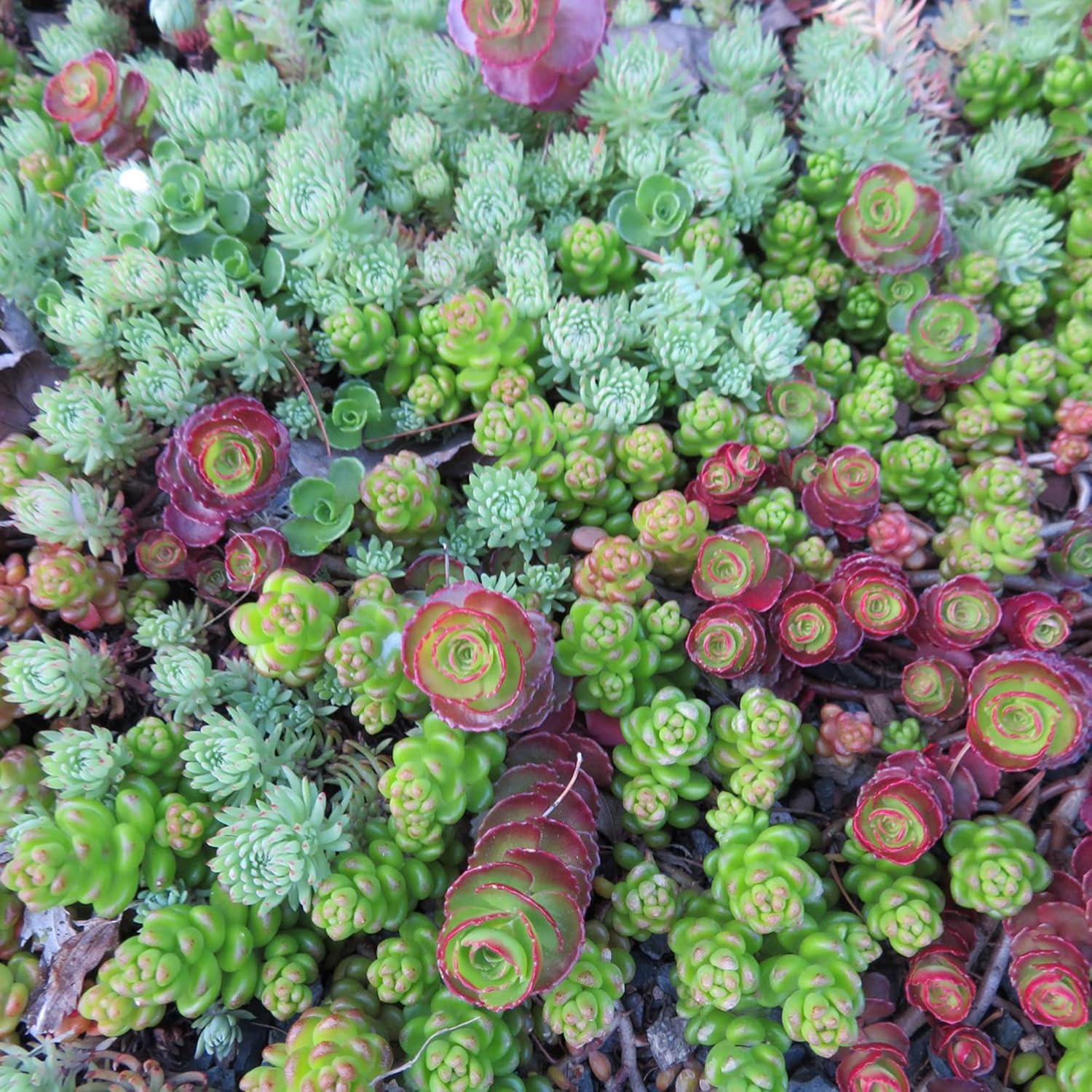 Rock garden Sedum seeds perennial succulent mix