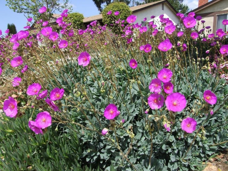 Semillas de Calandrinia Grandiflora – Variedad Rock Purslane para Flores Vibrantes en el Jardín