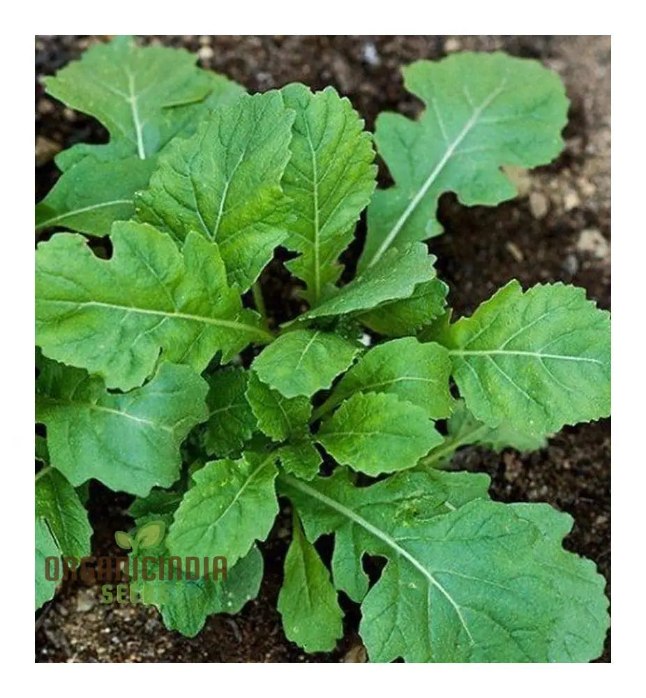 Close-Up of Wasabi Rocket Leaves, Spicy Salad Greens