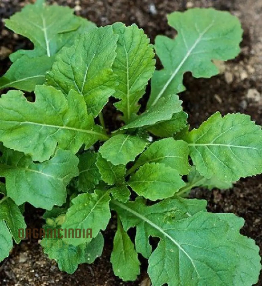 Wasabi Rocket Plant in Garden Bed, Peppery Leafy Greens