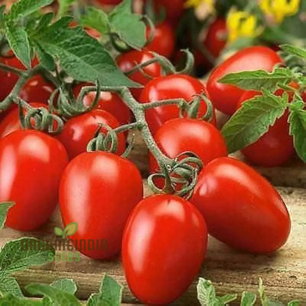 Roma Tomato Seeds for Planting, Heirloom Determinate Tomato Seeds