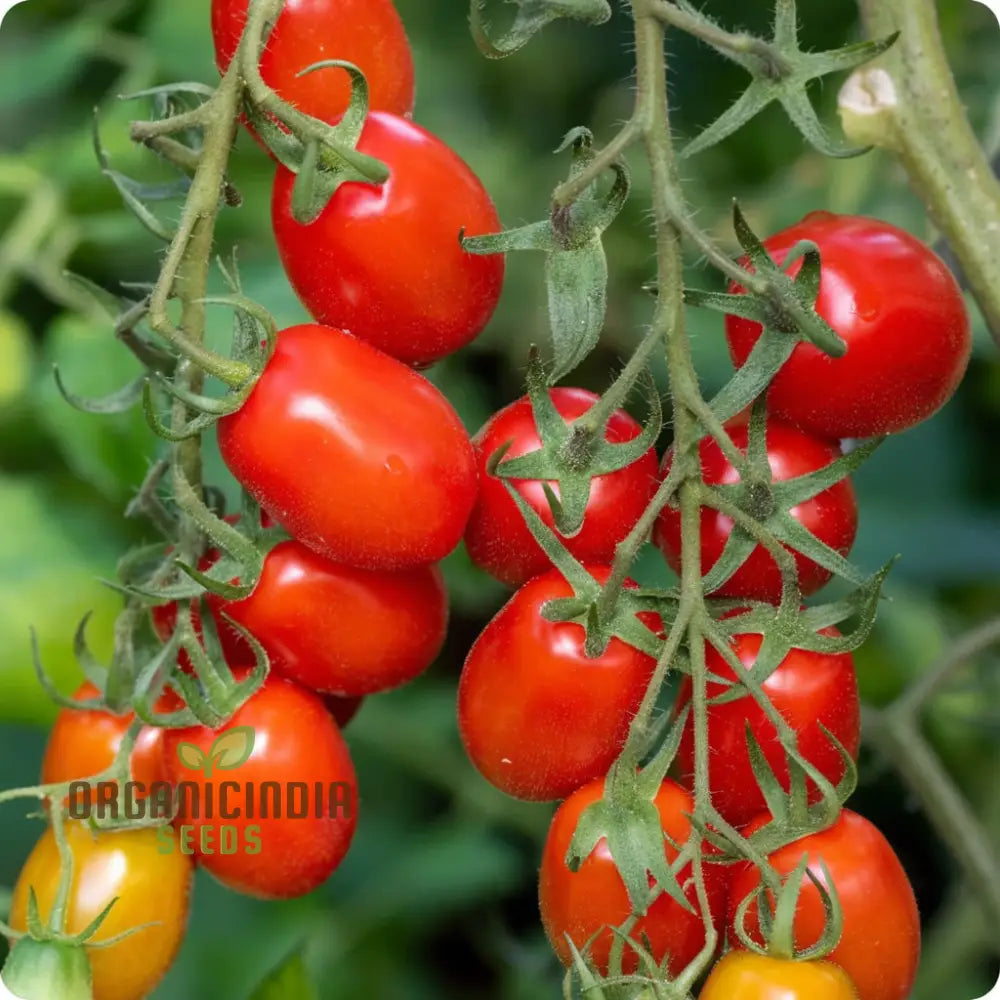 Roma VF Tomato Seeds for Home Gardening, Disease-Resistant Tomato Seeds