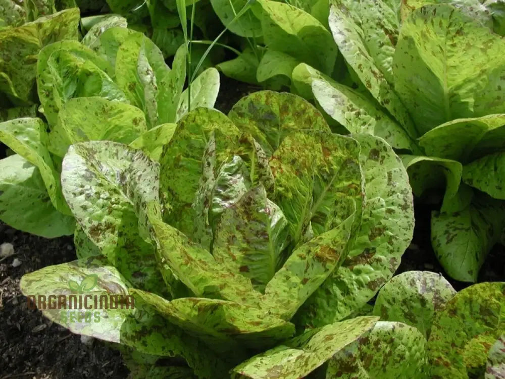 Crisp Red-Flecked Romaine Leaves from Seeds for Salads