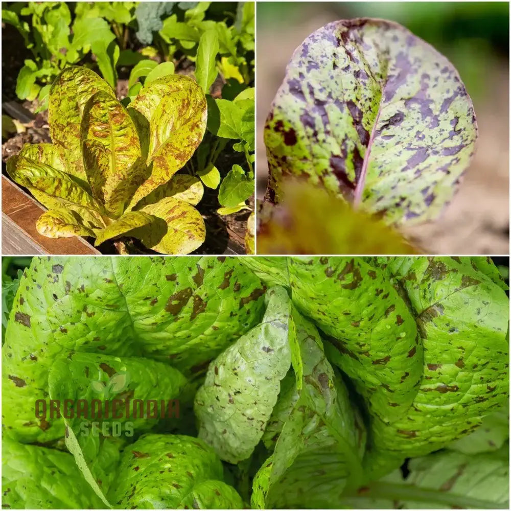 Romaine Freckles Lettuce Seeds for Planting, Premium Quality Seeds