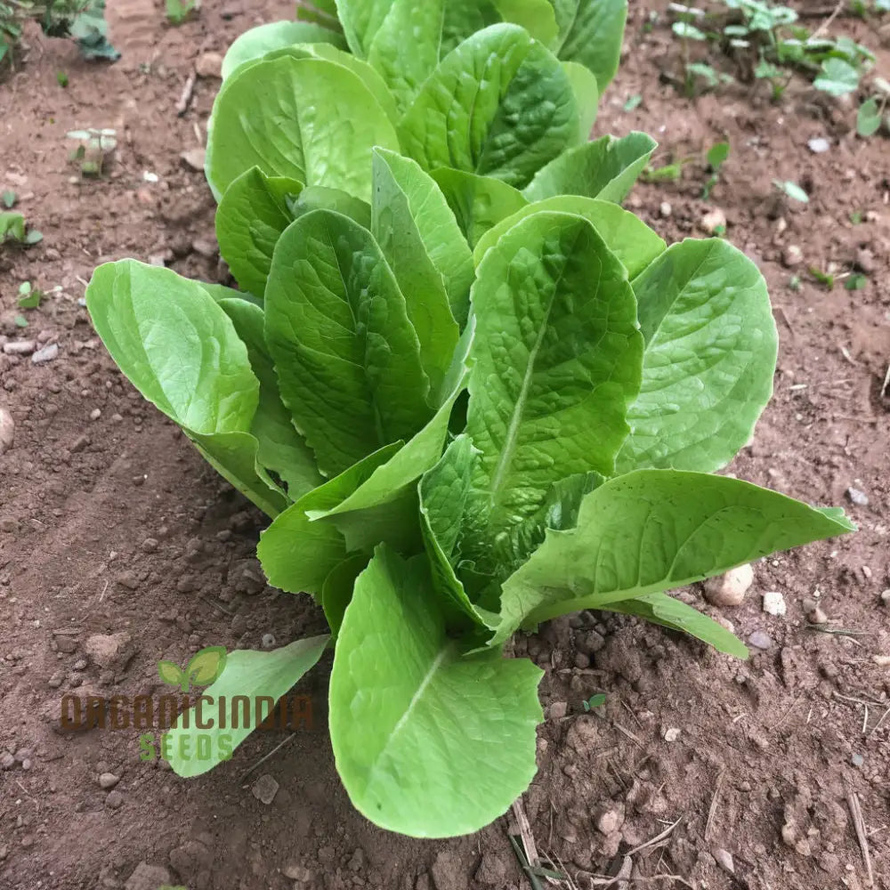 Organic Romaine Parris Island COS Seeds for Home Garden, Heirloom Lettuce Seeds