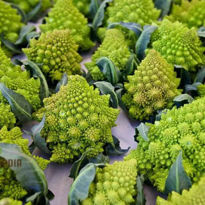 Romanesco Broccoli Plant Growing from Seeds, Home Garden Crop