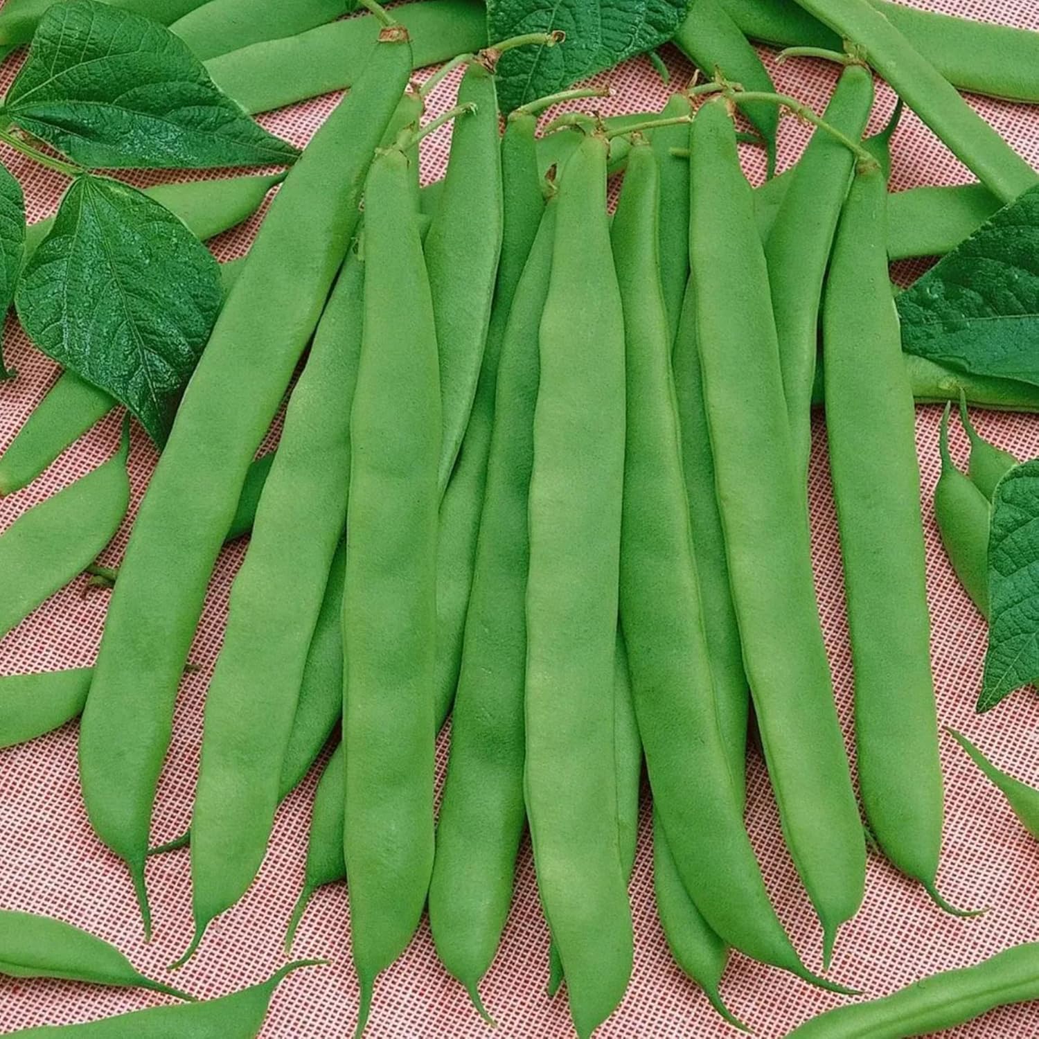 Close-Up of Romano Pole Bean Seeds and Pods, Non-GMO Variety