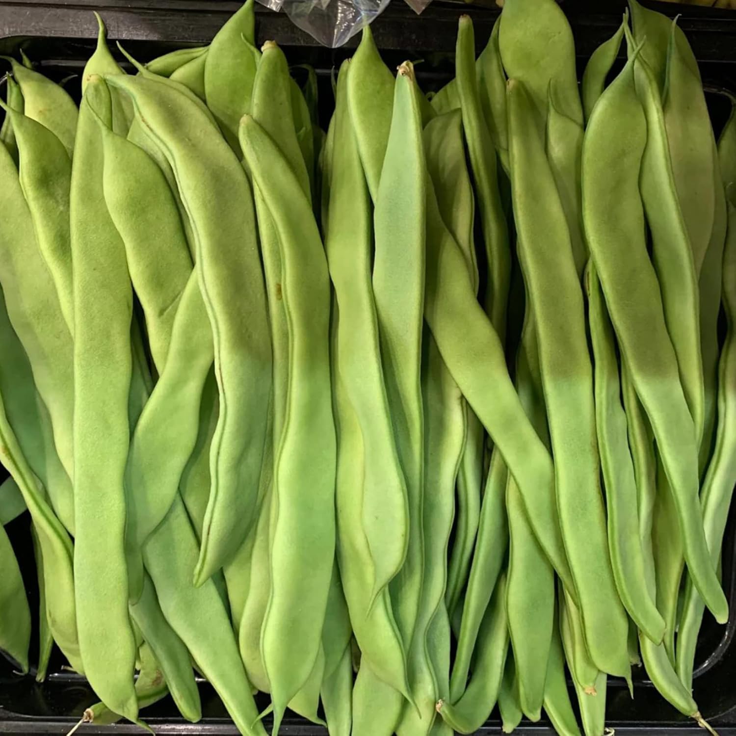 Romano Pole Bean Seeds for Planting, Italian Heirloom Variety