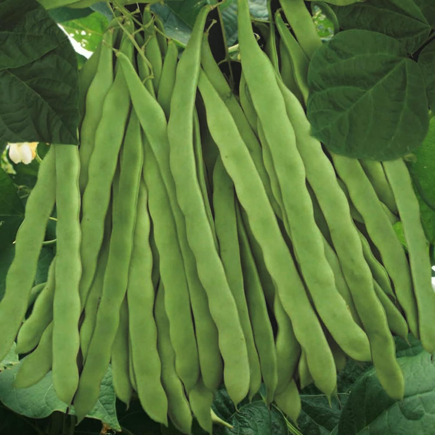 Romano Pole Bean Vines from Seeds Climbing Trellis