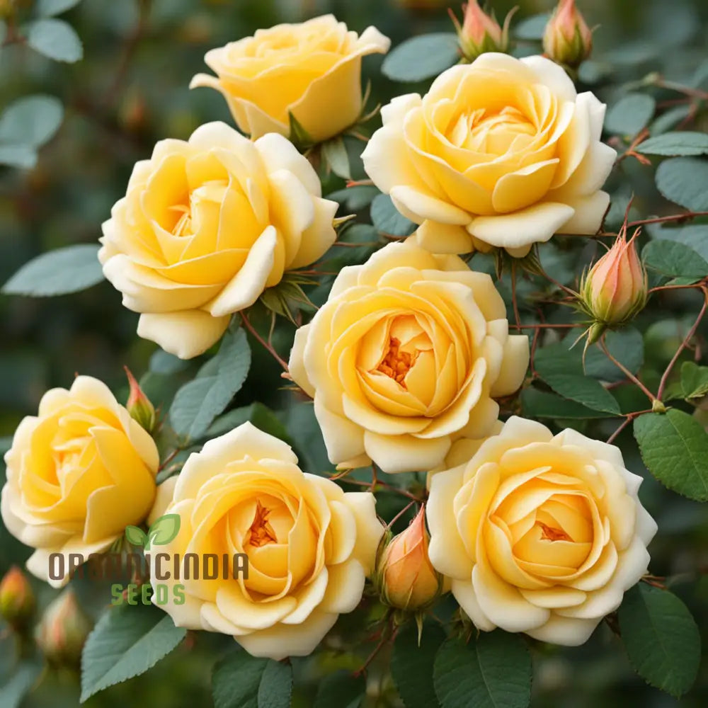 Rosa Banksiae Seeds Lady Banksâ€™ Rose Yellow Climbing Climbers