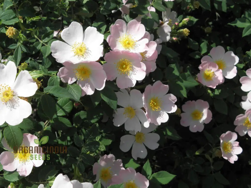 Rosa Canina seeds plant growth in outdoor garden