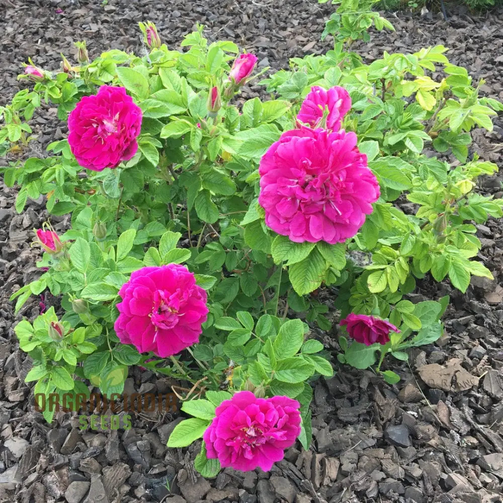 Rosa Rugosa â€˜Hansaâ€™ Flower Seeds For Planting A Complete And Growing Guide For Beautiful Hardy