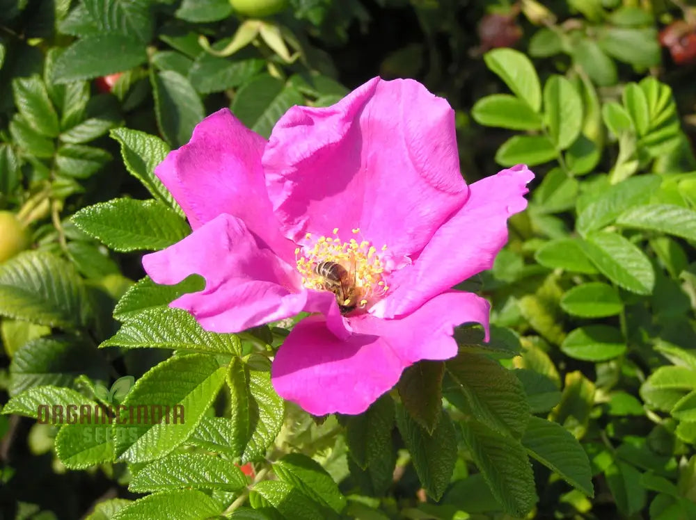 Rosa Rugosa seeds sprouting into healthy rose seedlings