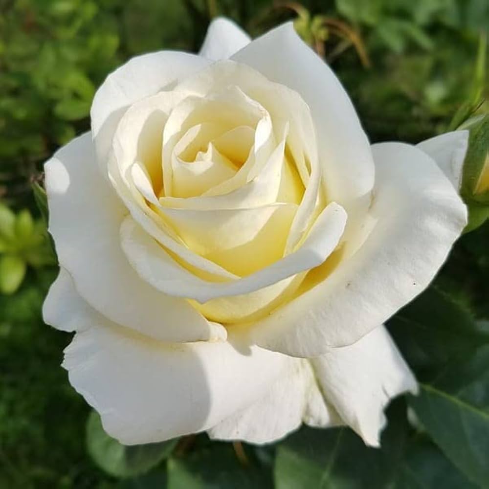 Rosa White Seeds for Outdoor Rose Plant Growing