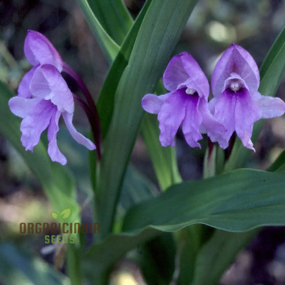 Roscoea Alpina seeds packet for planting alpine perennials