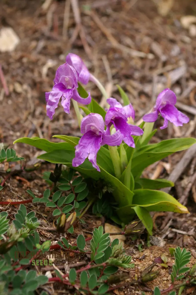 Roscoea Alpina seeds grown in pot for ornamental gardening