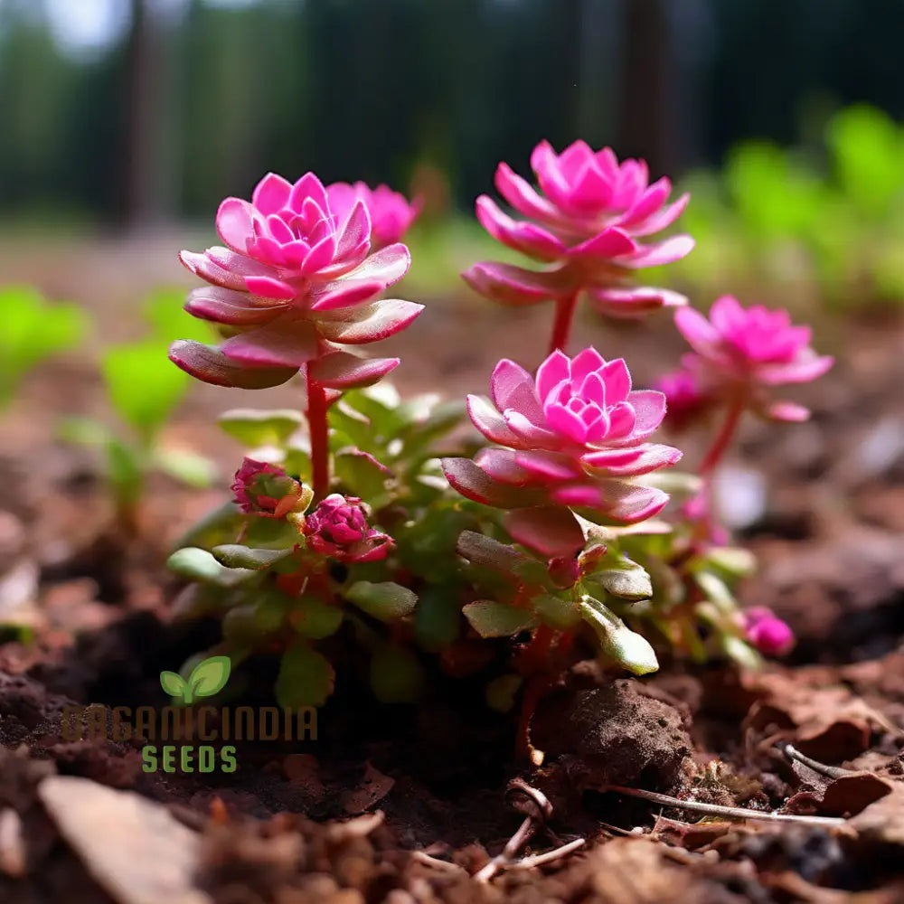Rose Colored Star Flowers Seeds Perennial Decorative Groundcover House Plants Annuals