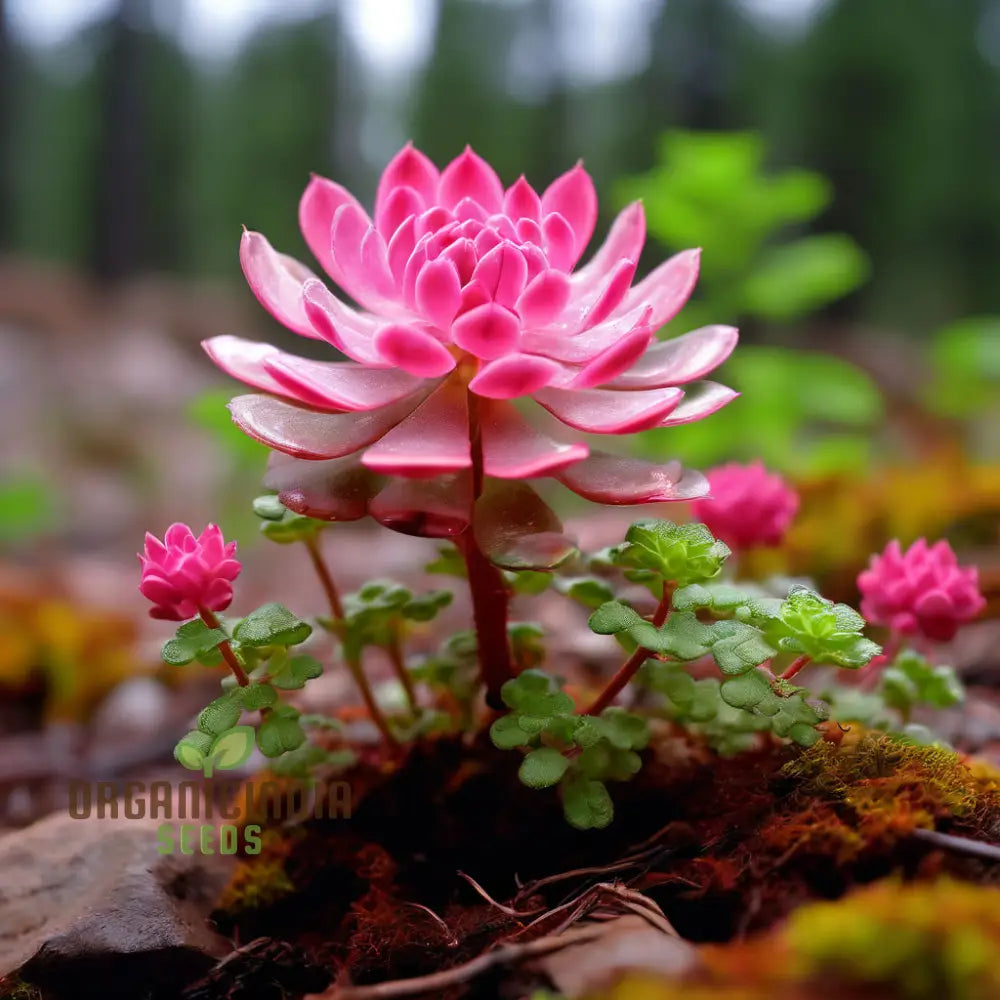 Rose Colored Star Flowers Seeds Perennial Decorative Groundcover House Plants Annuals