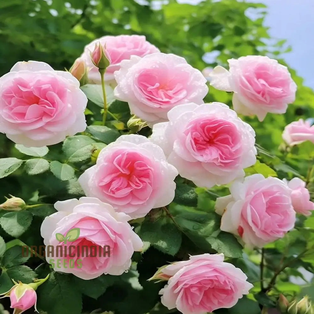 Pink and White Rose Plant Growing in Garden