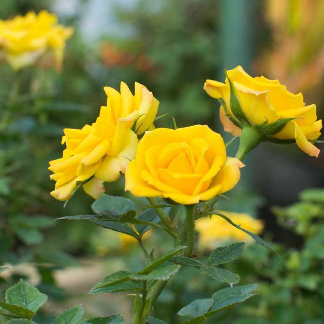 Rose Flower Seeds Yellow Color for Garden Landscapes
