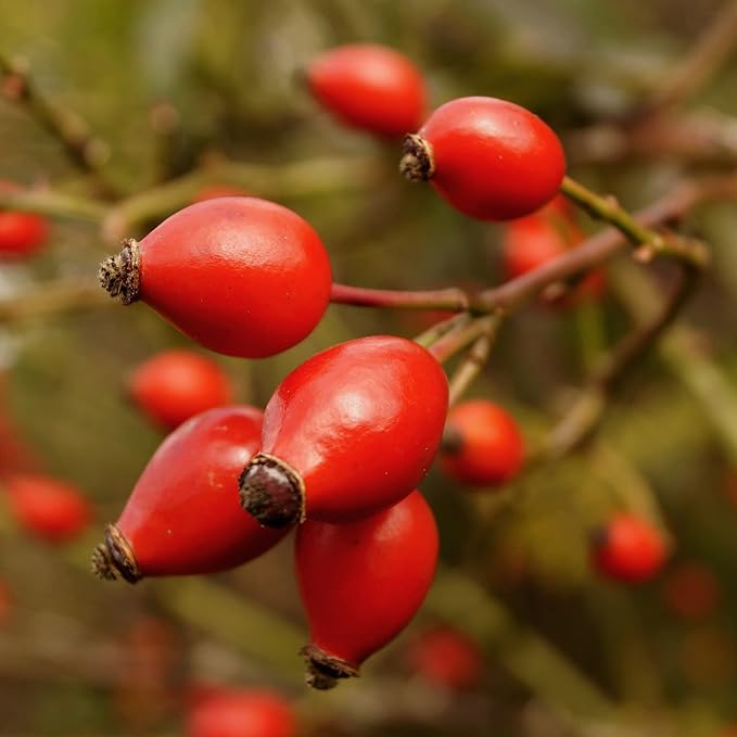 Rose Hip Seeds Rugosa Rose Shrub for Outdoor Planting