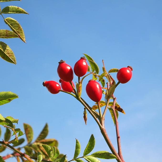 Rose Hip Shrub Growing Outdoors in Garden Landscape