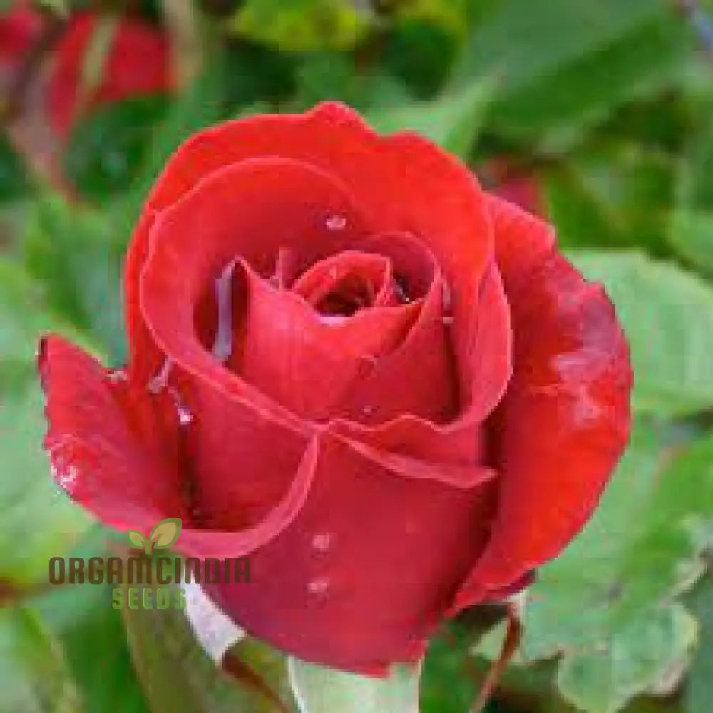 Close-up of Kashmir Dark Red Rose blooms grown from seeds