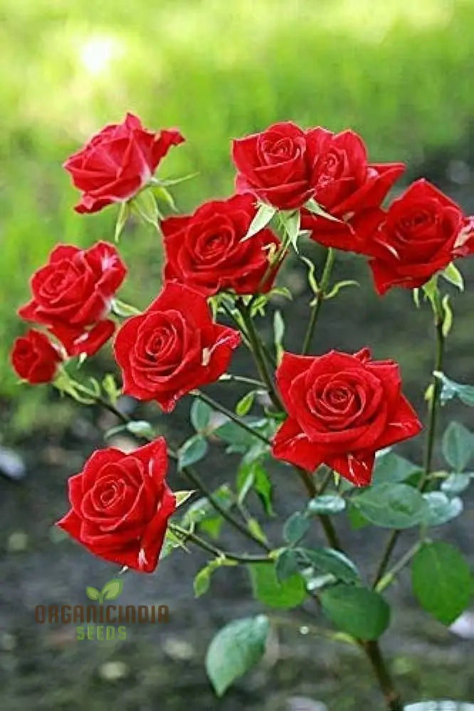 Kashmir Dark Red Rose seeds for planting, ornamental garden flowers