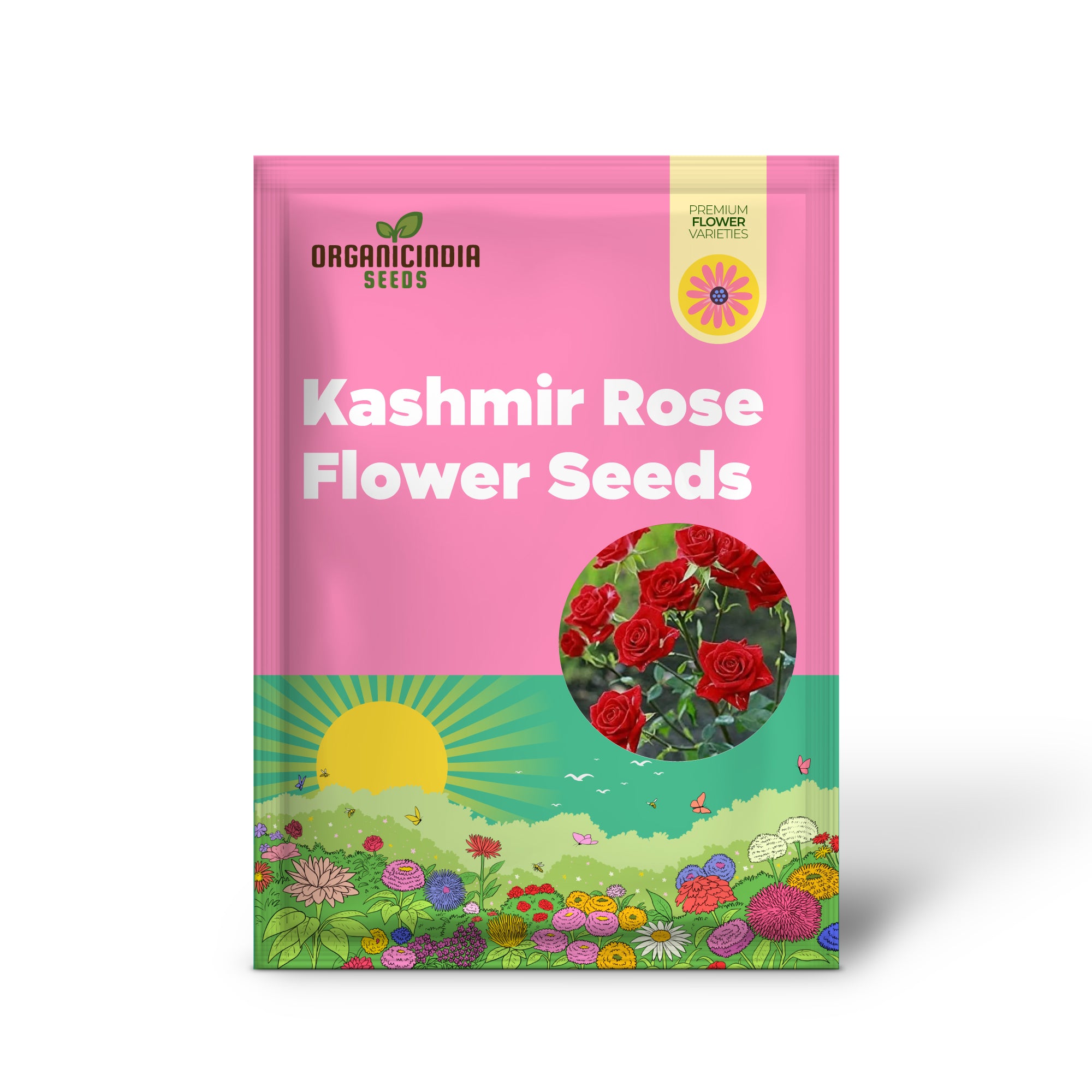 Mature Kashmir Dark Red Rose plant grown from seeds