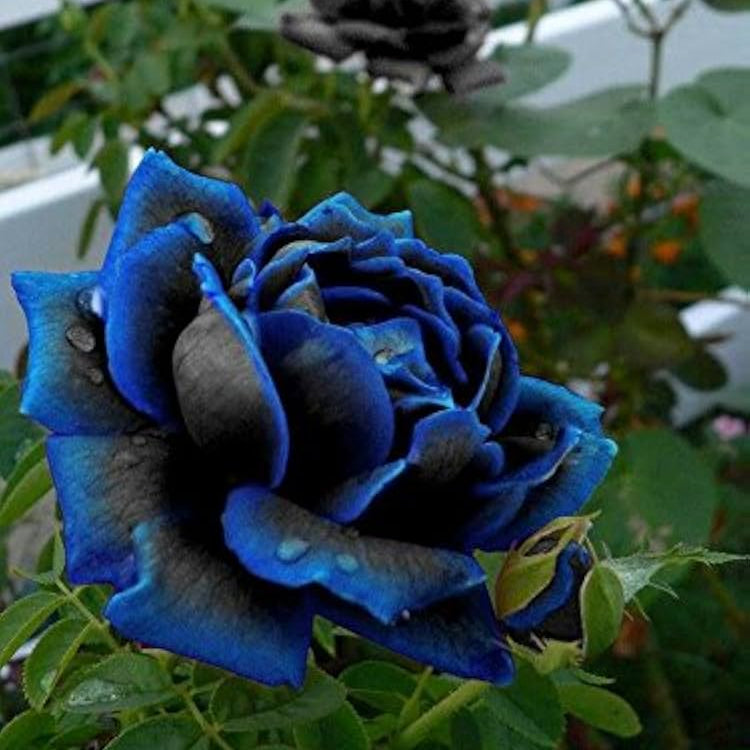 Midnight Supreme Rose seeds for planting elegant garden flowers