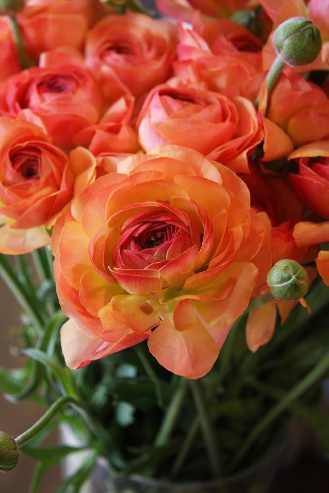 Rose Seeds in Apricot Shade for Landscaping and Garden Beds