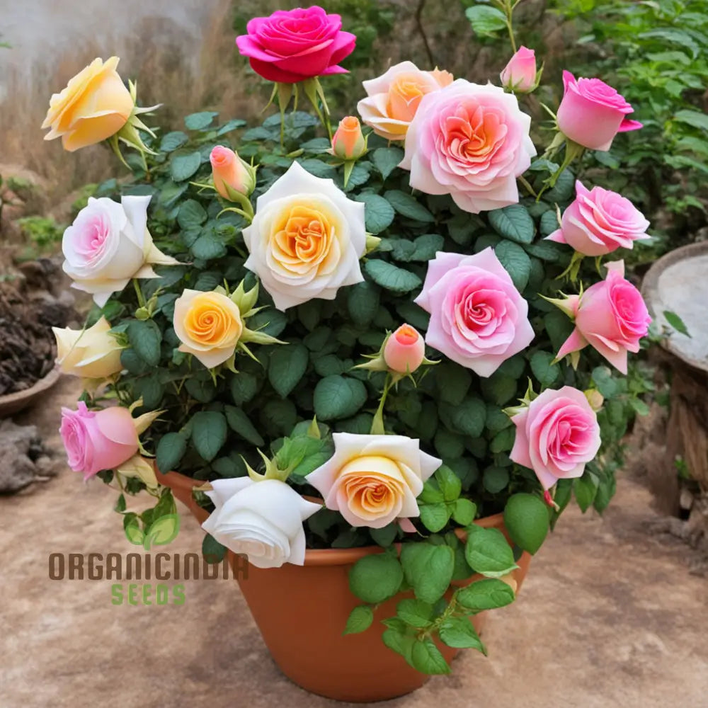 Rose flower seeds for home garden planting