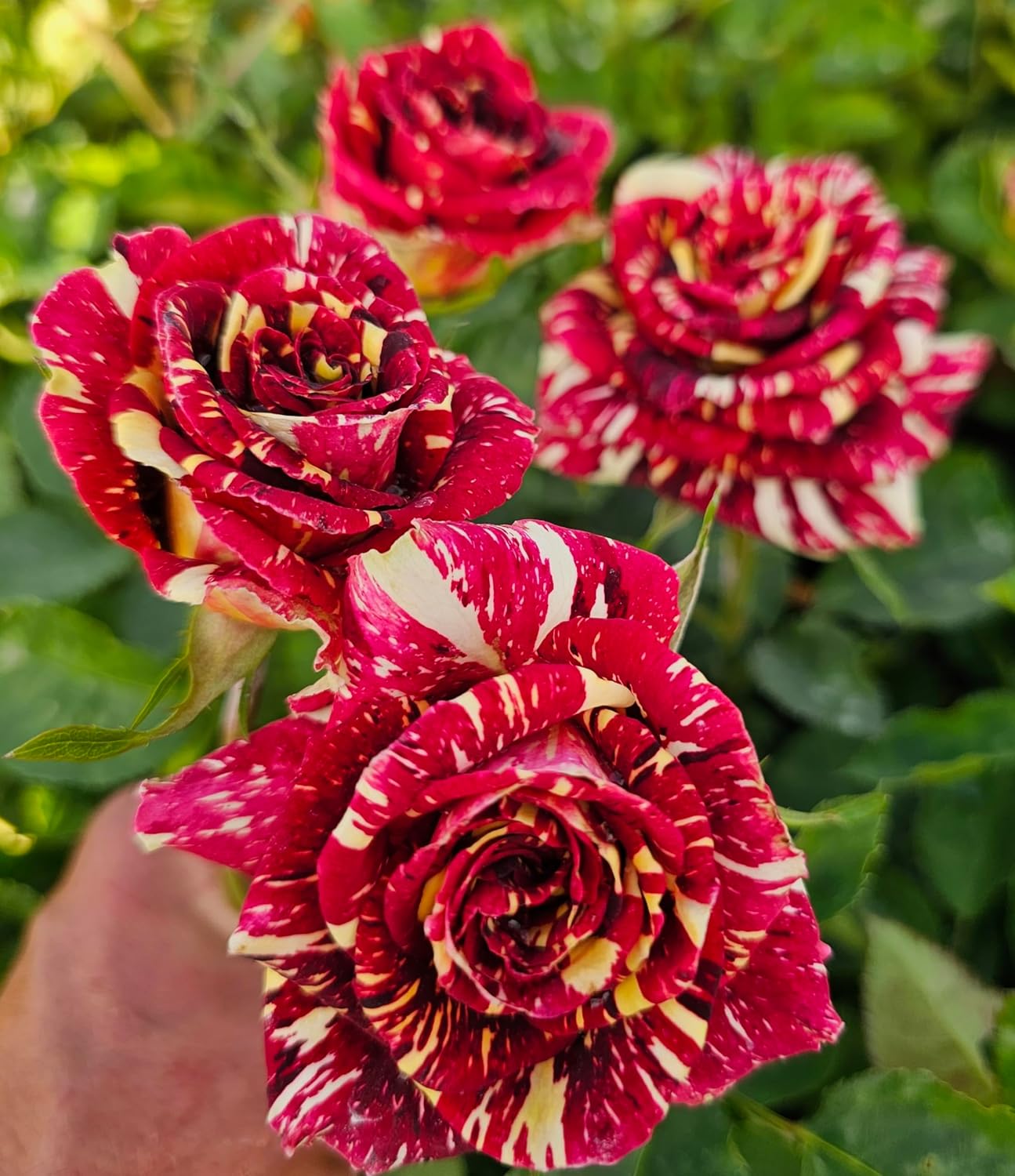 Rose Seeds for Planting Ma Cherie Variety