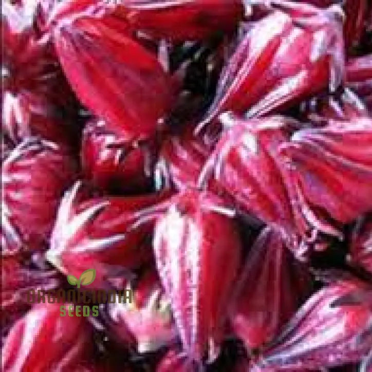 Rosella Seeds For Gardening - Open Pollinated Heirloom Variety Perfect Home Gardeners And