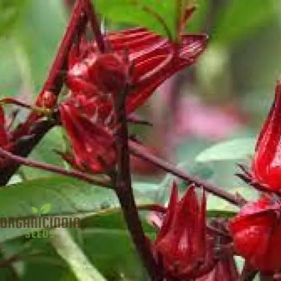 Rosella Seeds For Gardening - Open Pollinated Heirloom Variety Perfect Home Gardeners And